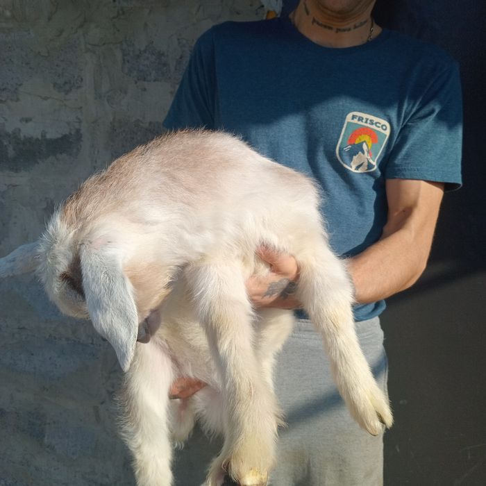 Козлик,15 числа було місяць.