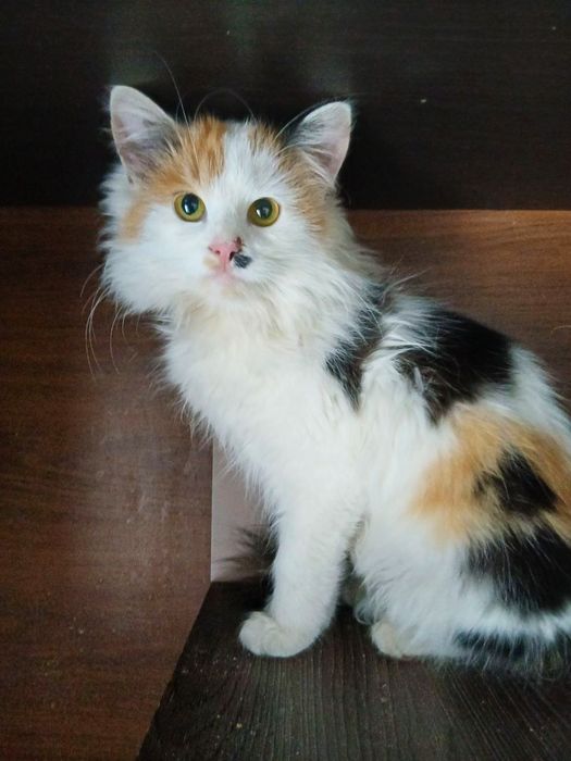 Трехцветный котенок Ляля, 5 месяцев, стерилизована. Ласковая кошка.