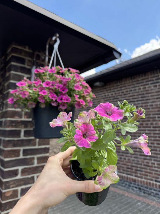 Петунія петуния петунья