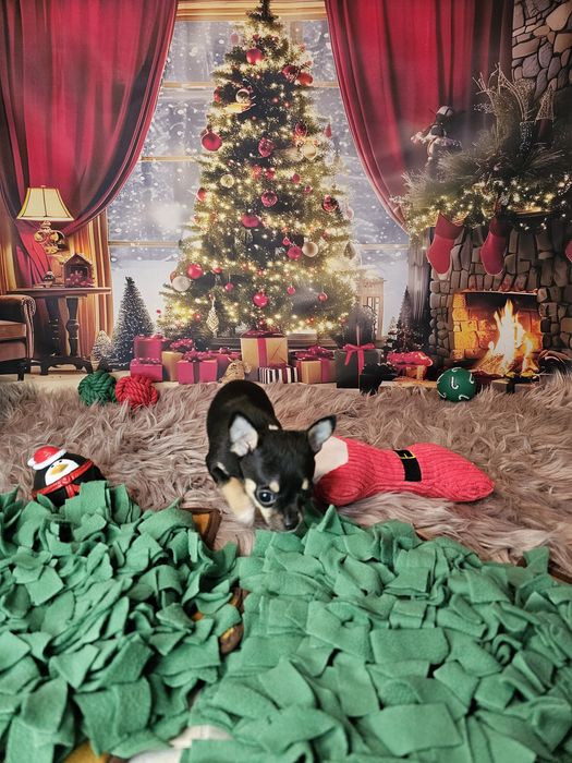 ***Chihuahua piesek biszkopt tricolor czarny xs ***