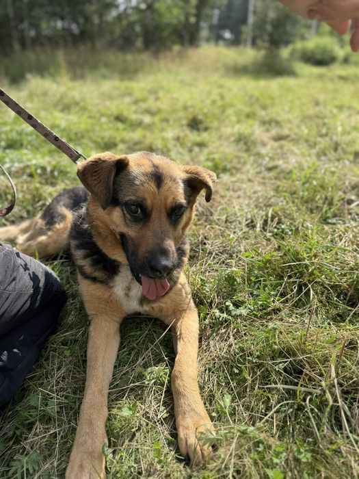 Roxi pogoda i łagodna sunia do adopcji