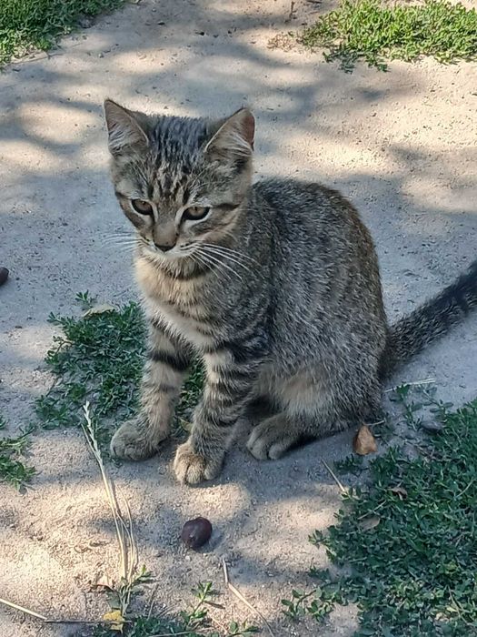 Котики і киці шукають домівку