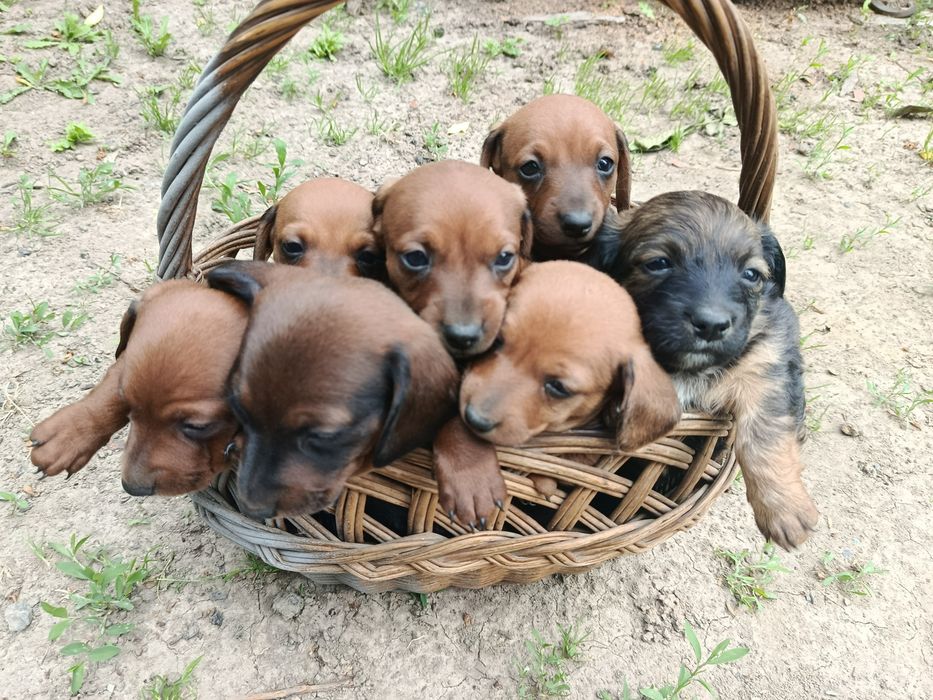 Продам милих таксенят