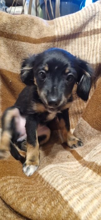 Pieski suczki do adopcji szczeniaki