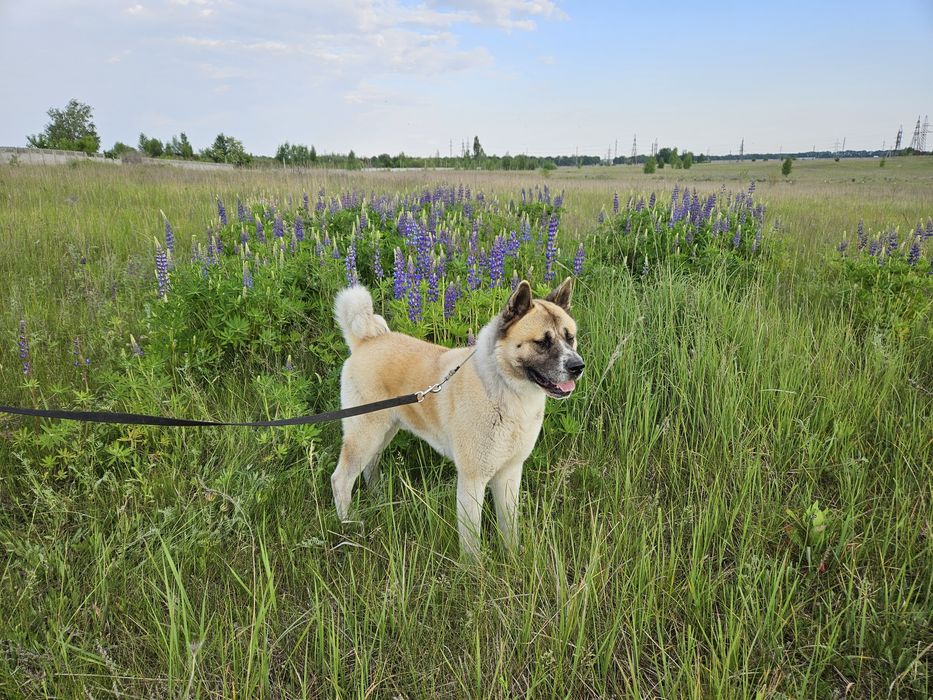 В'язка, Американська Акіта, Американская Акита, Київ, Бровари