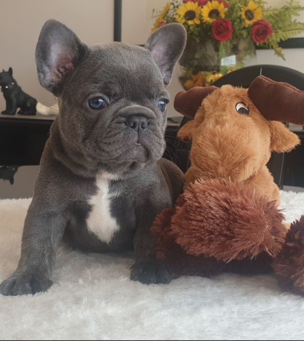 Bulldog Francês merle