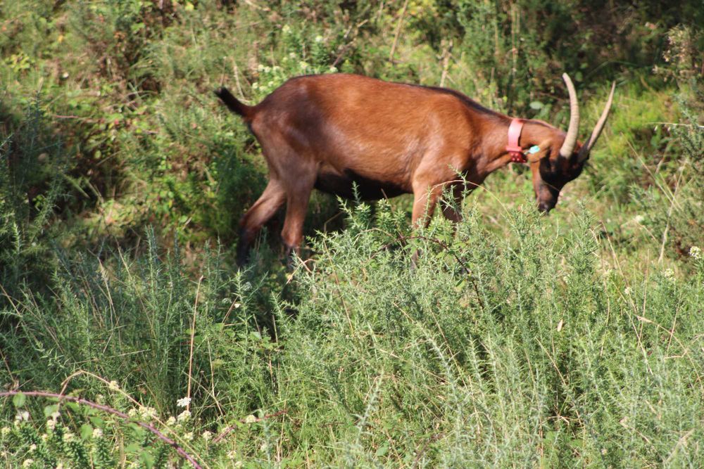 rebanho cabras raça bravia