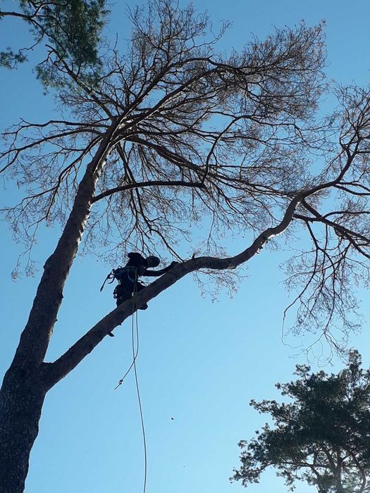 Видалення дерев Корчування пнів Благоустрій.Є послуги ЩЕПОРІЗА