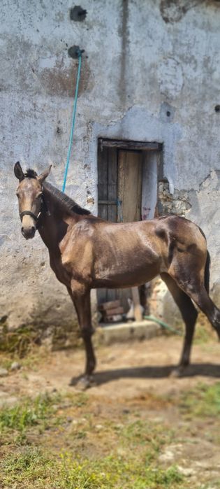 Poldra Lusitana baia 15meses