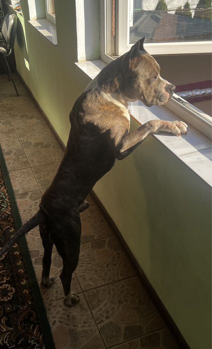 Ам Стафоршидский терьер кобель вязка,без щенка