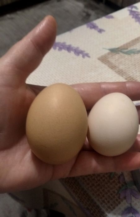 Яйця молодих курей категорії С2