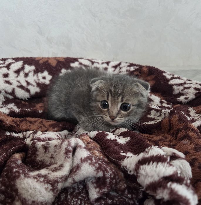 Кошеня від мами британки