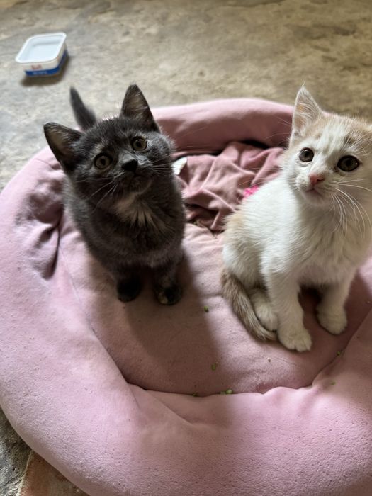Котеня хлопчик білий з рижим, дівчинка темненька