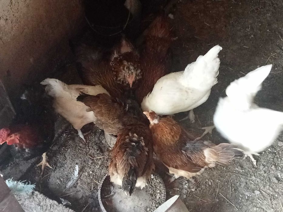 Cocoas para venda