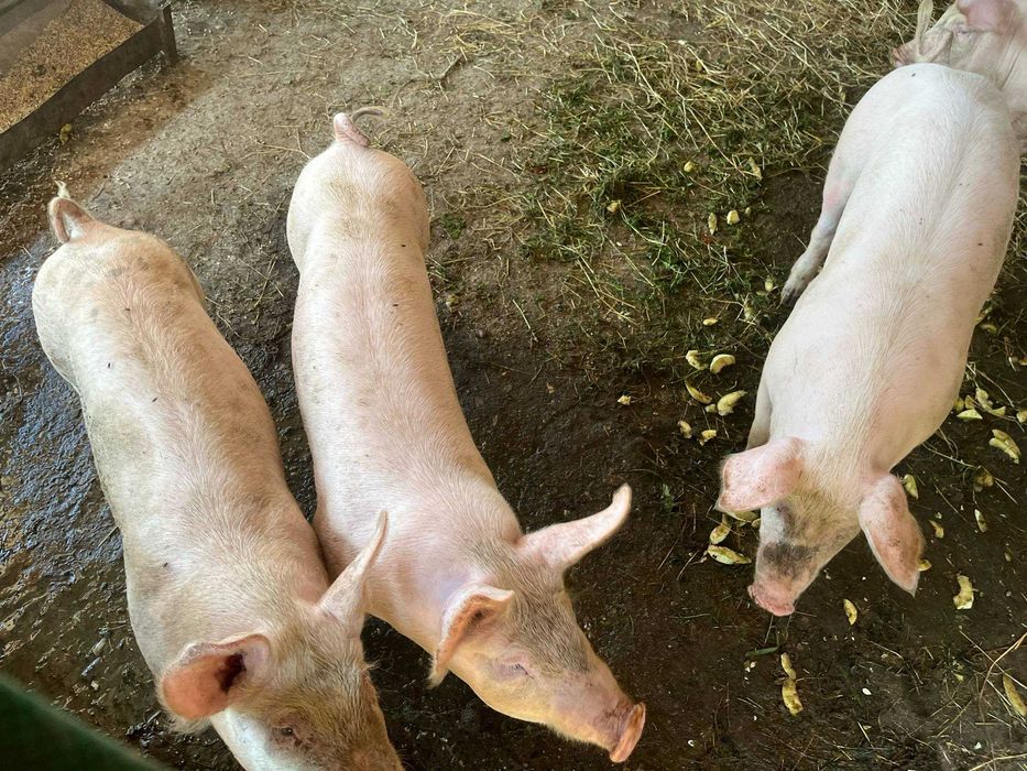 Продаю породисті поросята