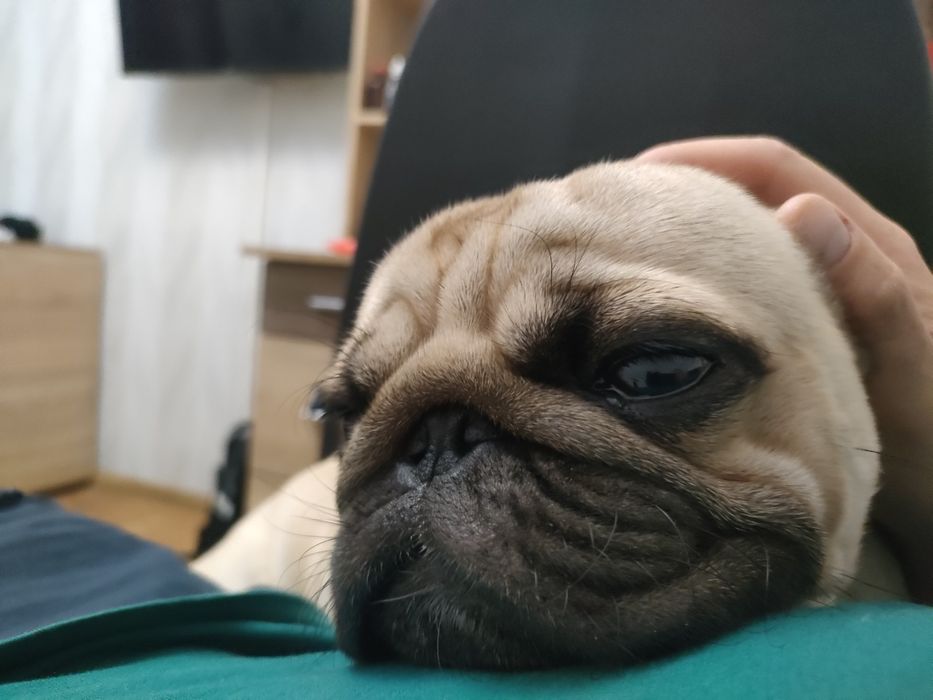 Мопс 3 года вязка