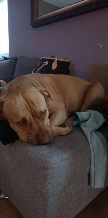 Do wydania Pitt Bull