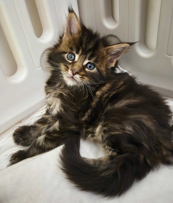 Śliczny kocurek Maine Coon FPL