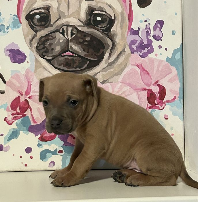 БРОНЬ! Наймиліші цуценятка Амстафф