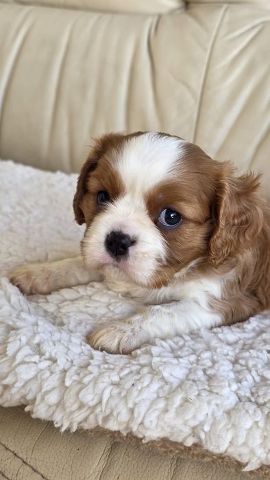 King Charles Cavalier Bicolor Fêmea