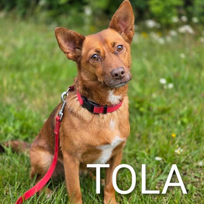TOLA młoda spokojna suczka szuka domu