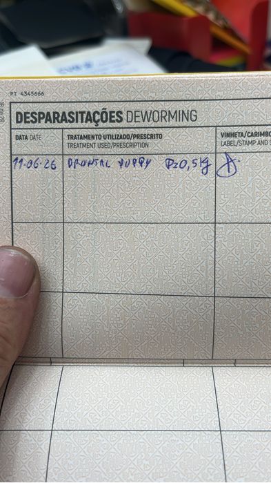 macho da raça Chihuahua, muito pequena cor chocolate