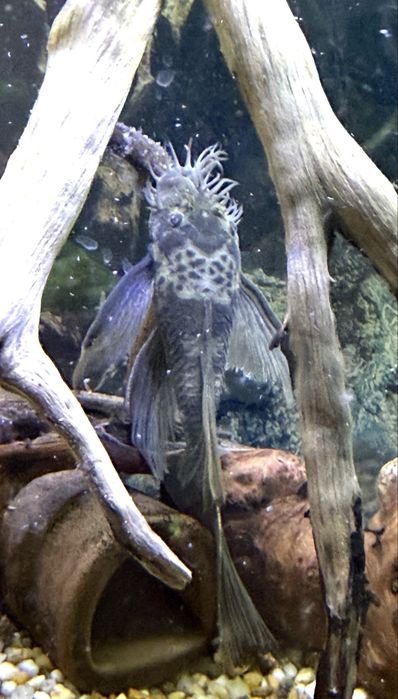 Ancistrus Greean dragon long fin. Zbrojnik Glonojad