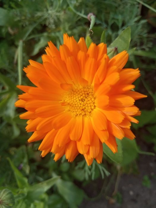 Z Podlasia syrop odporność oxymel zakwas bez bez rokitnik miodunka