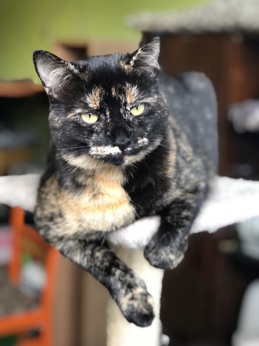 Кошечка Пепси 1 год черепашковый окрас