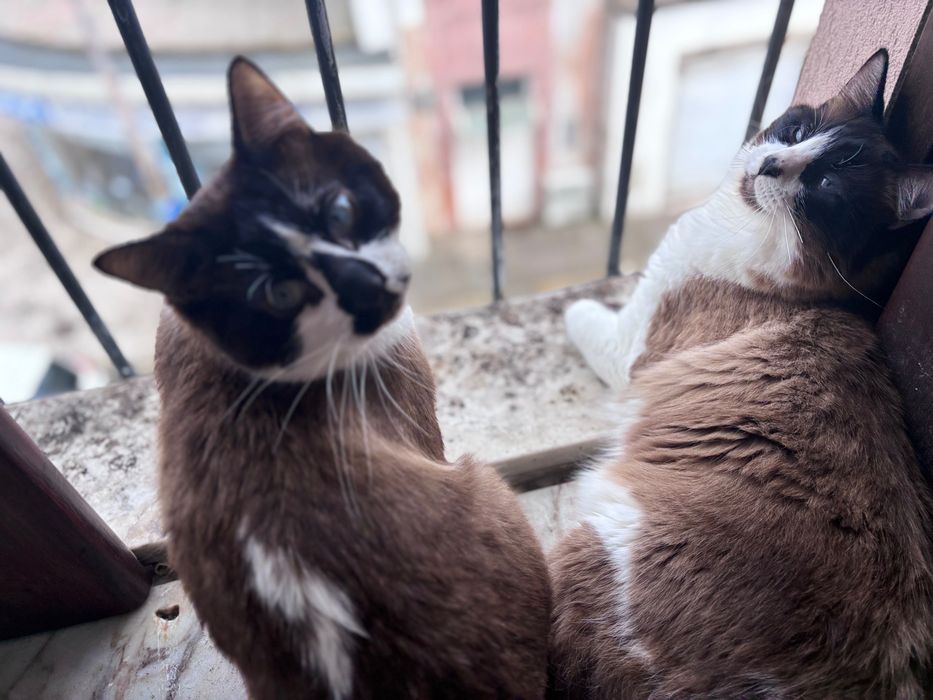 Gatinhos machos adoção responsável
