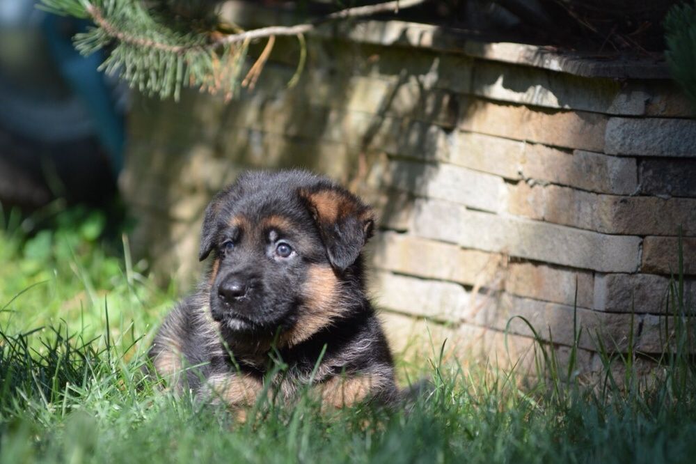 Щенки Немецкой овчарки