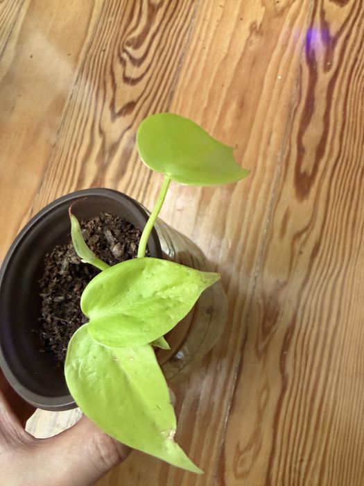 Philodendron Lemon Lime