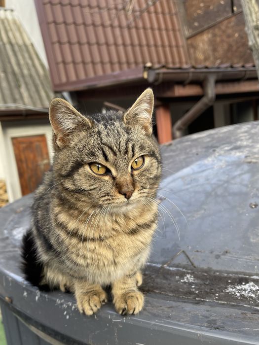 Котики в добрі руки