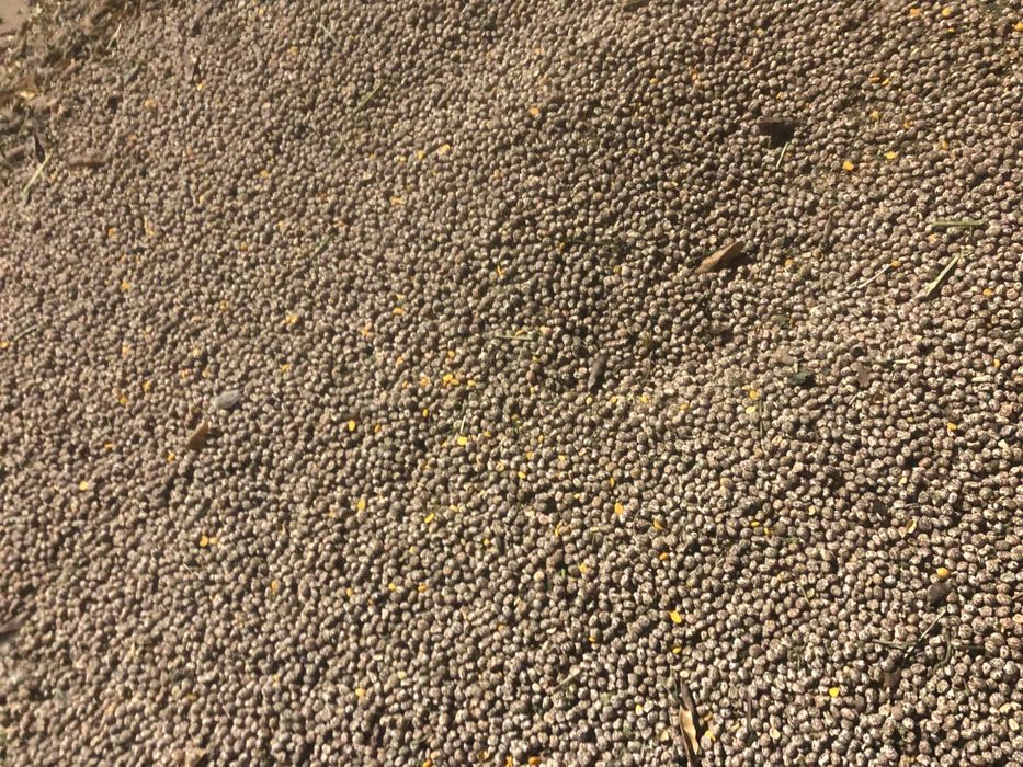 Sprzedam łubin Gorzki wąskolistny Karo ze zbioru 2025