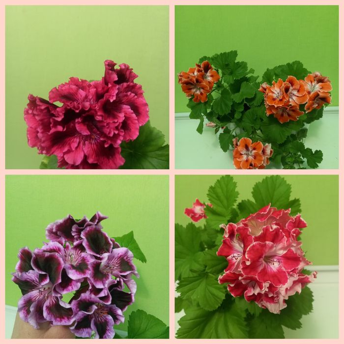 Королівська пеларгонія свіжозріз