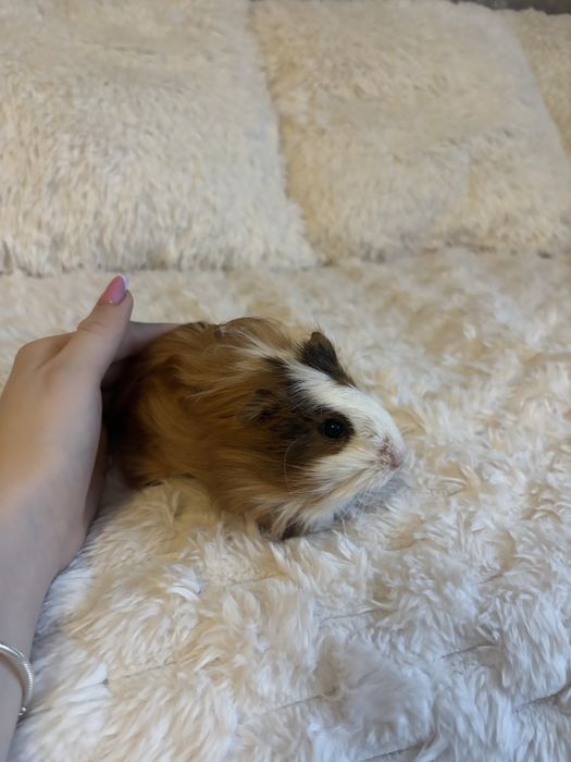 Świnki morskie samce wraz z klatką