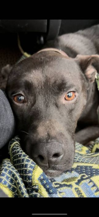 Песик Барні шукає родину