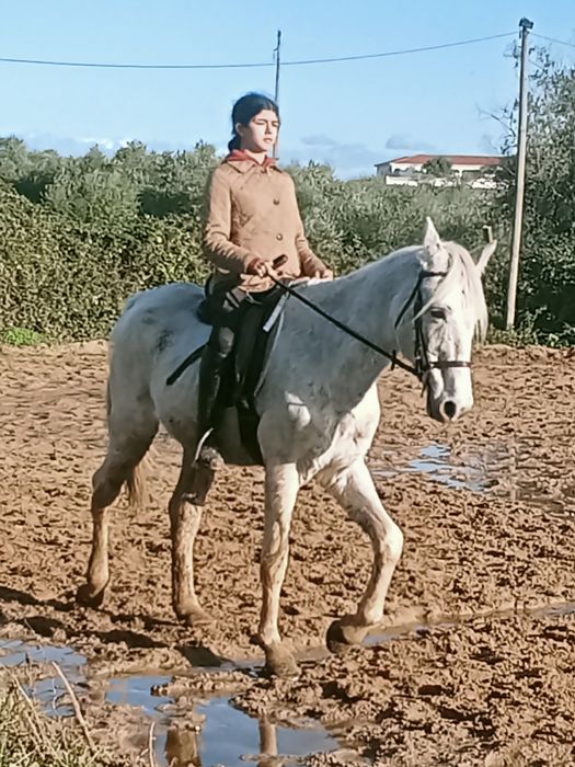 Cavalo muito manso montado