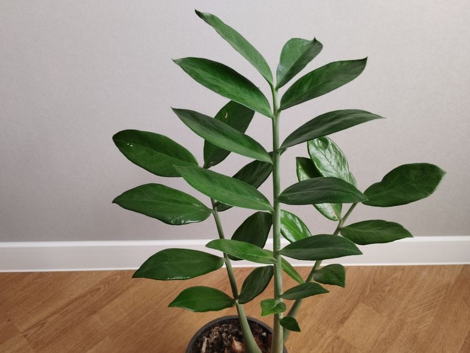 Заміокулькас з глянцевим листям від 250 грн