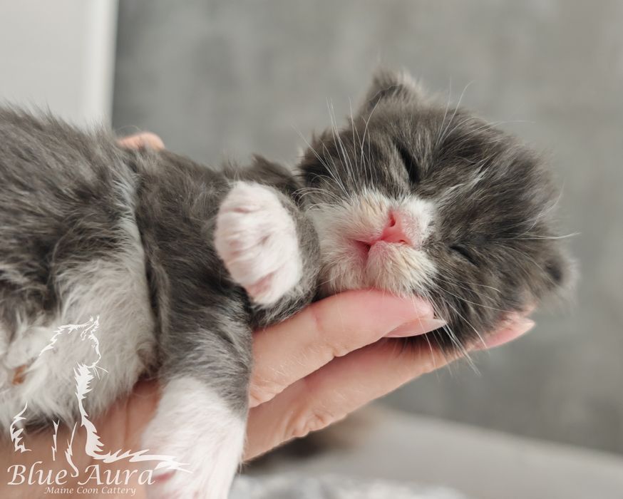 Maine Coon Blue Aura