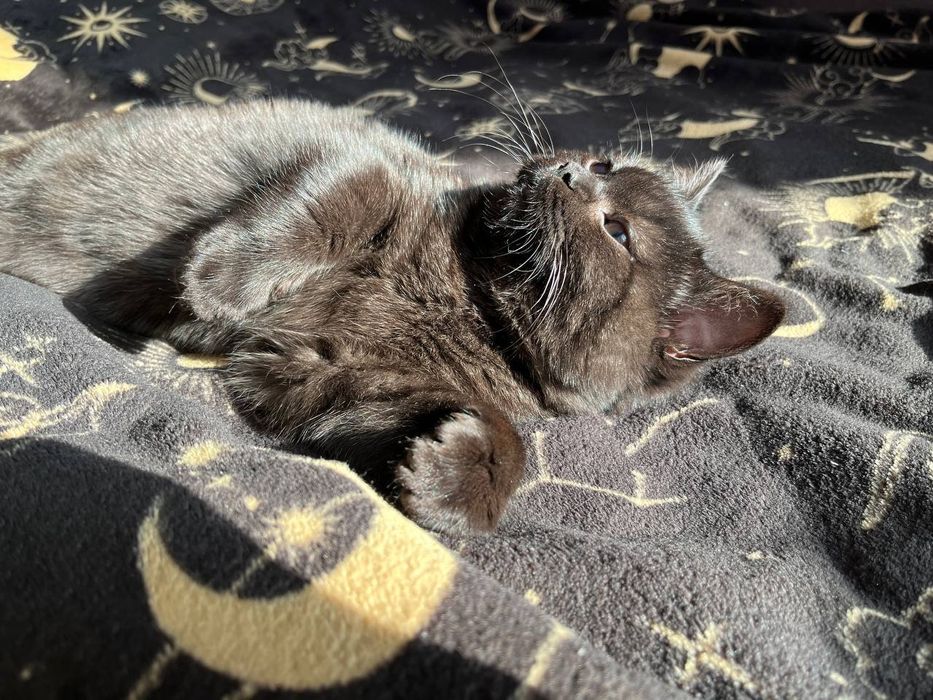 Кошенята шотландські (скотіш-страйт)