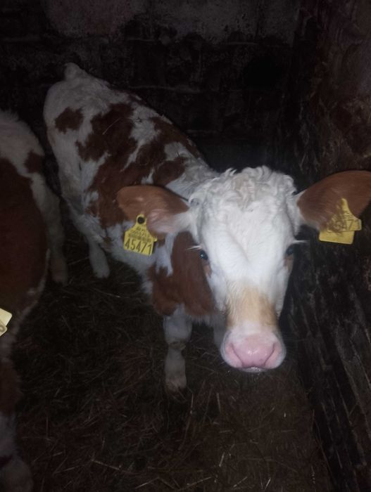 Sprzedam 2 Byczki SM i RW