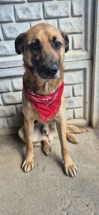 Przemiły chłopak do adopcji