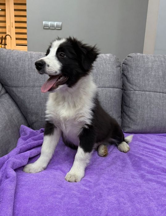 Szczeniak Border Colie Dąbrowa Tarnowska • OLX.pl