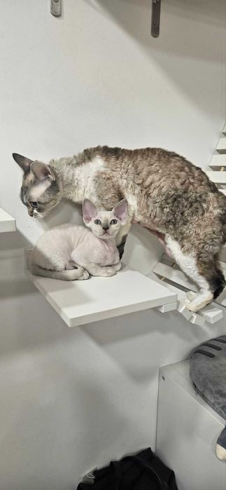 Yolanthe cudna tulaśna dziewczynka Devon Rex niebieski point niebieskie oczy Demix*PL