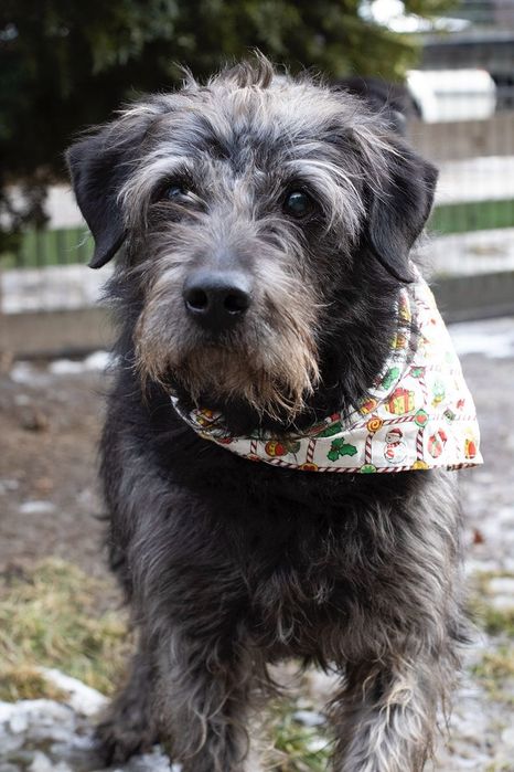 Piesek okolo 7lat
