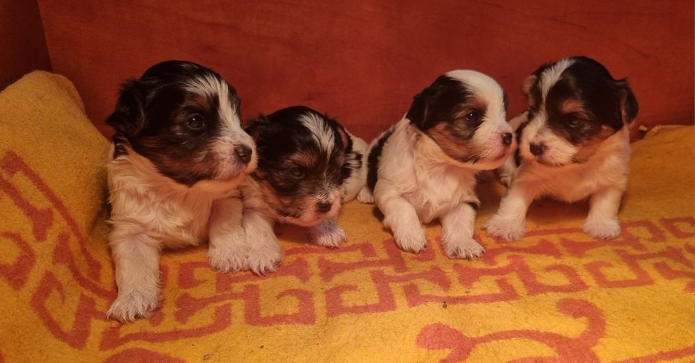 York Biewer Eros Samiec Chłopiec