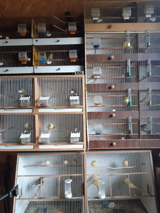 Kanarki samce i samice