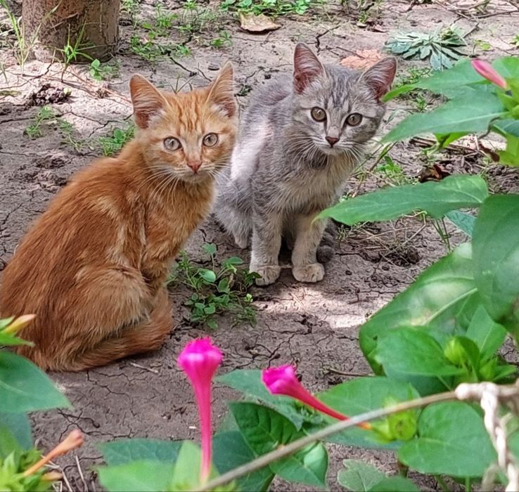 Котенок в добрые руки