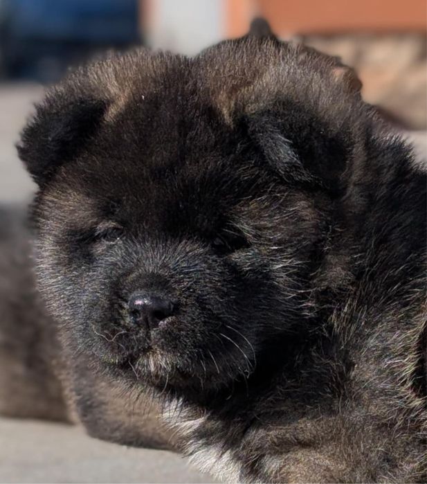 Американська Акіта